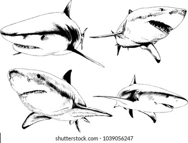 set of vector drawings on the theme of marine predators sharks drawn in ink by hand on a white background