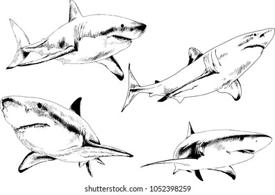 set of vector drawings on the theme of marine predators sharks drawn in ink by hand on a white background