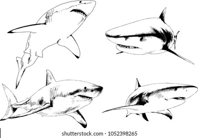 set of vector drawings on the theme of marine predators sharks drawn in ink by hand on a white background