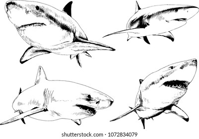 set of vector drawings on the theme of marine predators sharks drawn in ink by hand on a white background