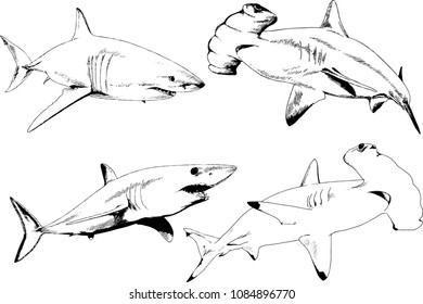 set of vector drawings on the theme of marine predators sharks drawn in ink by hand on a white background