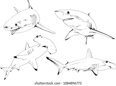 set of vector drawings on the theme of marine predators sharks drawn in ink by hand on a white background