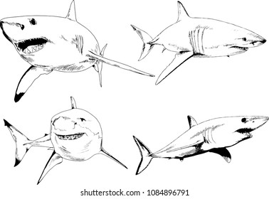 set of vector drawings on the theme of marine predators sharks drawn in ink by hand on a white background