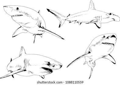 set of vector drawings on the theme of marine predators sharks drawn in ink by hand on a white background