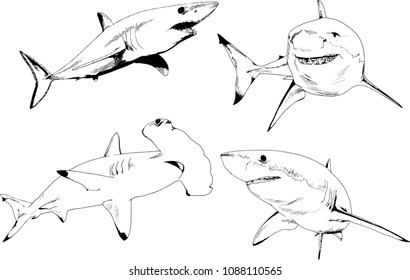 set of vector drawings on the theme of marine predators sharks drawn in ink by hand on a white background