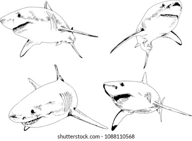 set of vector drawings on the theme of marine predators sharks drawn in ink by hand on a white background