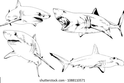 set of vector drawings on the theme of marine predators sharks drawn in ink by hand on a white background