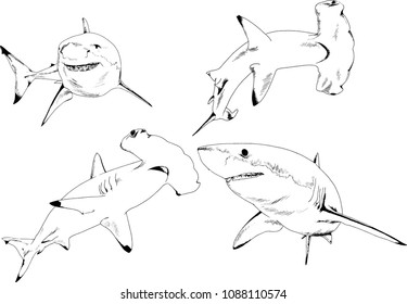 set of vector drawings on the theme of marine predators sharks drawn in ink by hand on a white background