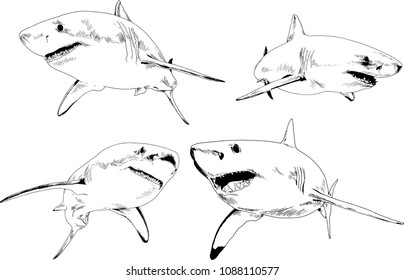 set of vector drawings on the theme of marine predators sharks drawn in ink by hand on a white background