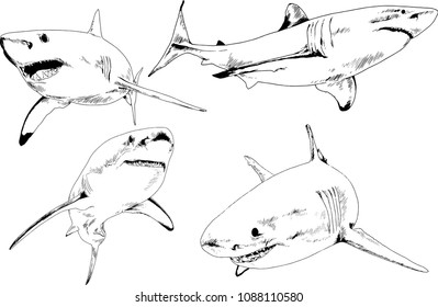 set of vector drawings on the theme of marine predators sharks drawn in ink by hand on a white background