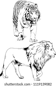 set of vector drawings on the theme of predators tigers are drawn by hand with ink tattoo logos
