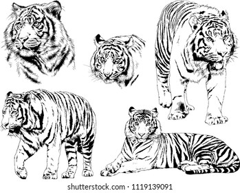 set of vector drawings on the theme of predators tigers are drawn by hand with ink tattoo logos