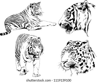 set of vector drawings on the theme of predators tigers are drawn by hand with ink tattoo logos