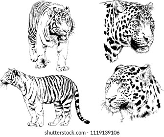 set of vector drawings on the theme of predators tigers are drawn by hand with ink tattoo logos