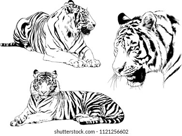 set of vector drawings on the theme of predators tigers are drawn by hand with ink tattoo logos