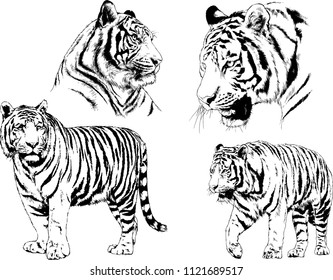 set of vector drawings on the theme of predators tigers are drawn by hand with ink tattoo logos