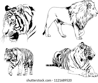set of vector drawings on the theme of predators tigers are drawn by hand with ink tattoo logos