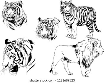 set of vector drawings on the theme of predators tigers are drawn by hand with ink tattoo logos