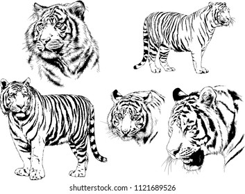 set of vector drawings on the theme of predators tigers are drawn by hand with ink tattoo logos