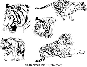 set of vector drawings on the theme of predators tigers are drawn by hand with ink tattoo logos