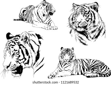 set of vector drawings on the theme of predators tigers are drawn by hand with ink tattoo logos