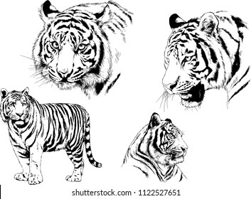 set of vector drawings on the theme of predators tigers are drawn by hand with ink tattoo logos