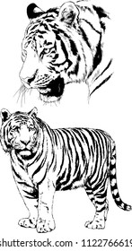 set of vector drawings on the theme of predators tigers are drawn by hand with ink tattoo logos