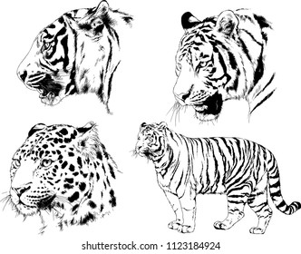 set of vector drawings on the theme of predators tigers are drawn by hand with ink tattoo logos