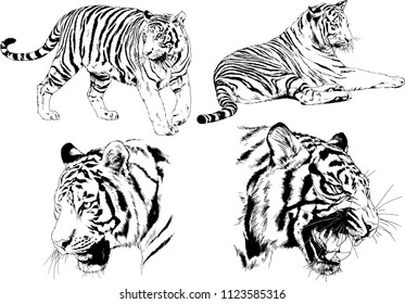 set of vector drawings on the theme of predators tigers are drawn by hand with ink tattoo logos