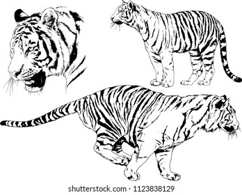 set of vector drawings on the theme of predators tigers are drawn by hand with ink tattoo logos