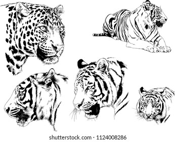 set of vector drawings on the theme of predators tigers are drawn by hand with ink tattoo logos