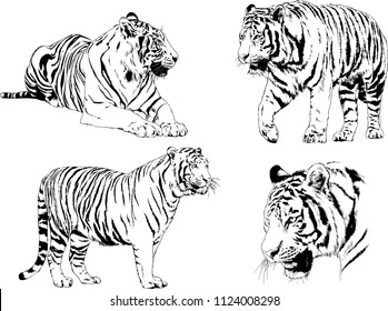 set of vector drawings on the theme of predators tigers are drawn by hand with ink tattoo logos