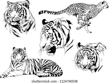 set of vector drawings on the theme of predators tigers are drawn by hand with ink tattoo logos
