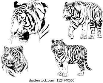 set of vector drawings on the theme of predators tigers are drawn by hand with ink tattoo logos