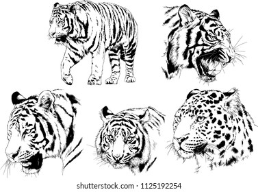 set of vector drawings on the theme of predators tigers are drawn by hand with ink tattoo logos