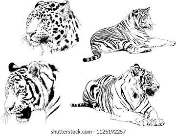 set of vector drawings on the theme of predators tigers are drawn by hand with ink tattoo logos