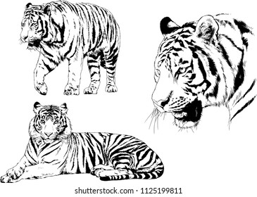 set of vector drawings on the theme of predators tigers are drawn by hand with ink tattoo logos