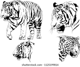 set of vector drawings on the theme of predators tigers are drawn by hand with ink tattoo logos