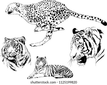 set of vector drawings on the theme of predators tigers are drawn by hand with ink tattoo logos