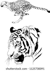set of vector drawings on the theme of predators tigers are drawn by hand with ink tattoo logos