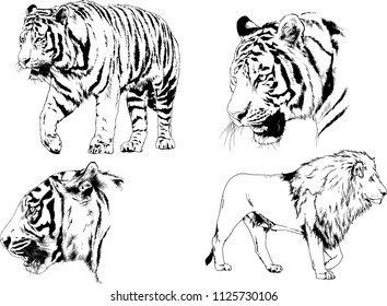 set of vector drawings on the theme of predators tigers are drawn by hand with ink tattoo logos