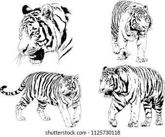 set of vector drawings on the theme of predators tigers are drawn by hand with ink tattoo logos