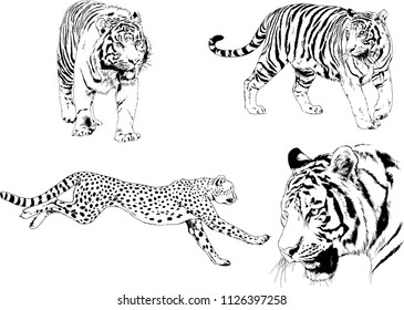 set of vector drawings on the theme of predators tigers are drawn by hand with ink tattoo logos