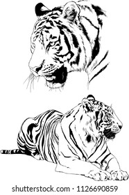 set of vector drawings on the theme of predators tigers are drawn by hand with ink tattoo logos
