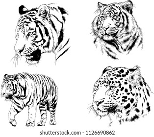set of vector drawings on the theme of predators tigers are drawn by hand with ink tattoo logos