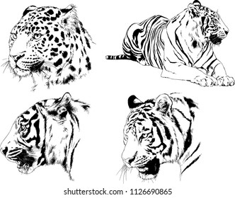 set of vector drawings on the theme of predators tigers are drawn by hand with ink tattoo logos