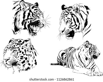 set of vector drawings on the theme of predators tigers are drawn by hand with ink tattoo logos