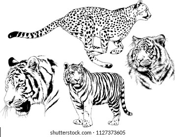 set of vector drawings on the theme of predators tigers are drawn by hand with ink tattoo logos