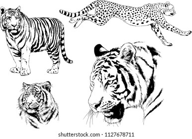 set of vector drawings on the theme of predators tigers are drawn by hand with ink tattoo logos