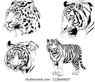 set of vector drawings on the theme of predators tigers are drawn by hand with ink tattoo logos